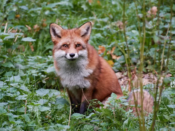 Красная лиса (Vulpes vulpes) — стоковое фото