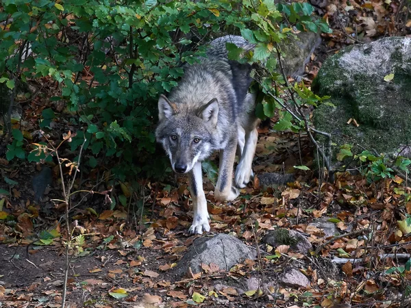 Grauer Wolf (Canis lupus)) — Stockfoto