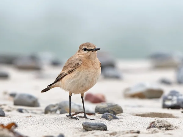 Oenanthe isabelino (Oenanthe isabellina) — Fotografia de Stock