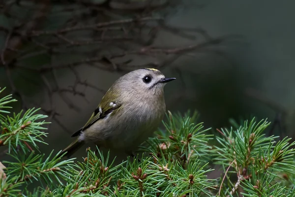 Sárgafejű királyka (regulus regulus) — Stock Fotó