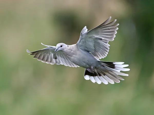 Eurasian collared dove (Streptopelia decaocto) — Stock Photo, Image