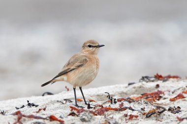 Kızıl kuyruklu kuyrukkakan (Oenanthe isabellina)