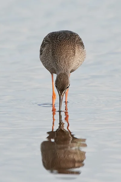 Cantarilho manchado (Tringa erythropus ) — Fotografia de Stock