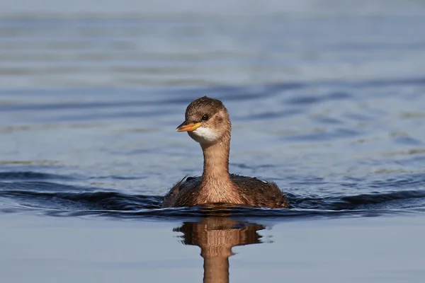 Malý grebe (Tachybaptus ruficollis) — Stock fotografie