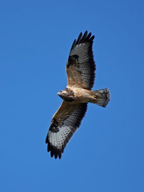 yaygın akbaba (Buteo buteo)