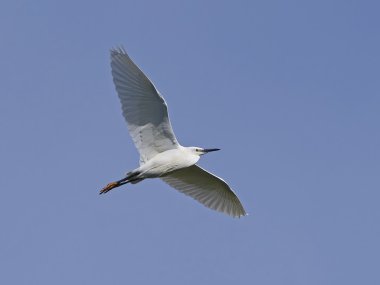 Küçük Egret (Egretta garzetta)
