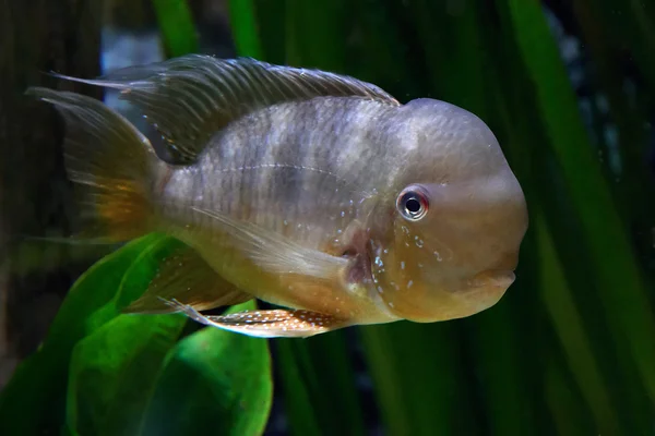 Corcunda argentina (Gymnogeophagus balzanii ) — Fotografia de Stock