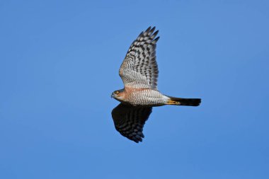 Bayağı atmaca (Accipiter nisus)