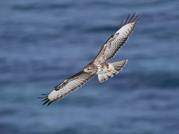 Yaygın akbaba (Buteo buteo) — Stok fotoğraf