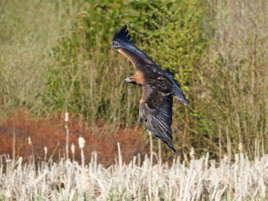 Altın kartal (Aquila chrysaetos)