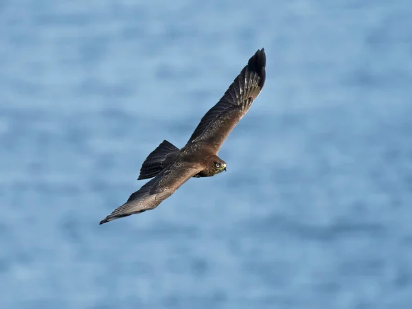 普通秃鹰(Buteo buteo)) — 图库照片