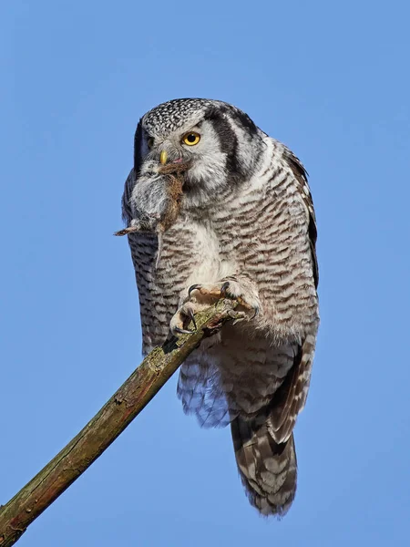 Búho halcón del norte (Surnia ulula ) — Foto de Stock