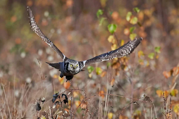 Gufo reale (Surnia ulula ) — Foto Stock