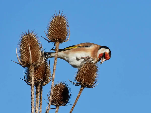 Stieglitz (Carduelis carduelis)) — Stockfoto