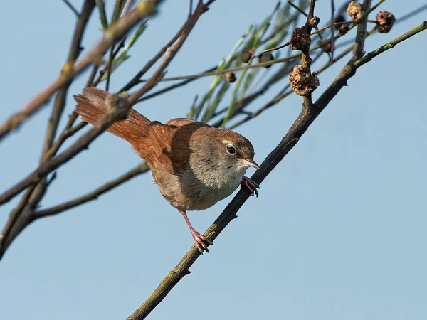 Cettis toutinegra (Cettia cetti) — Fotografia de Stock