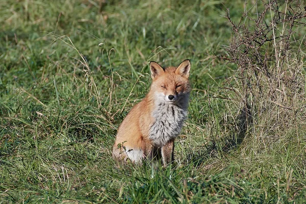 Красная лиса (Vulpes vulpes) — стоковое фото