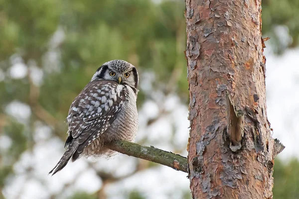 Chouette épervière (Surnia ulula) ) — Photo