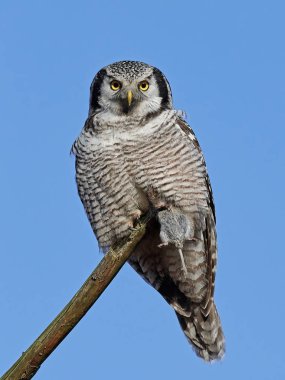 Kuzey Şahin kuşu (Surnia ulula)