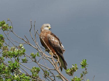 Kırmızı Uçurtma (Milvus milvus)