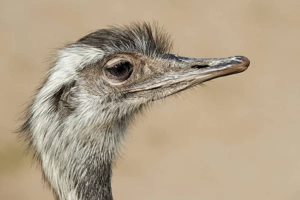 일반적인 타조 (struthio camelus) — 스톡 사진