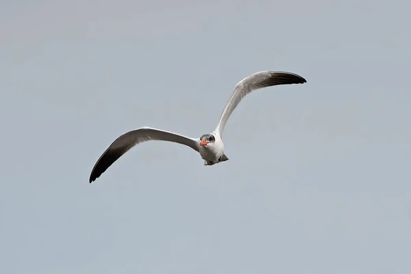 Caspian tern (Hydroprogne caspia) — Stock Photo, Image