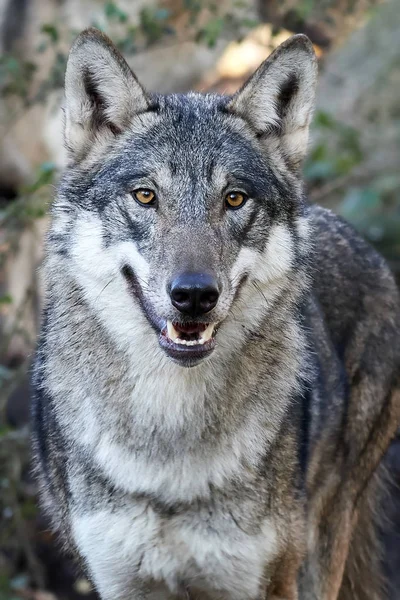 Grey Wolf (Canis lupus) — Stock Photo, Image