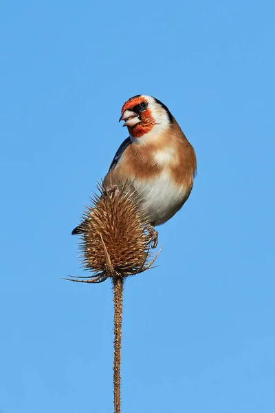 Stieglitz (Carduelis carduelis)) — Stockfoto