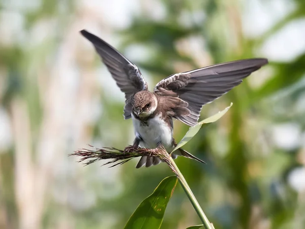 Europäische Sandmartin (riparia riparia)) — Stockfoto