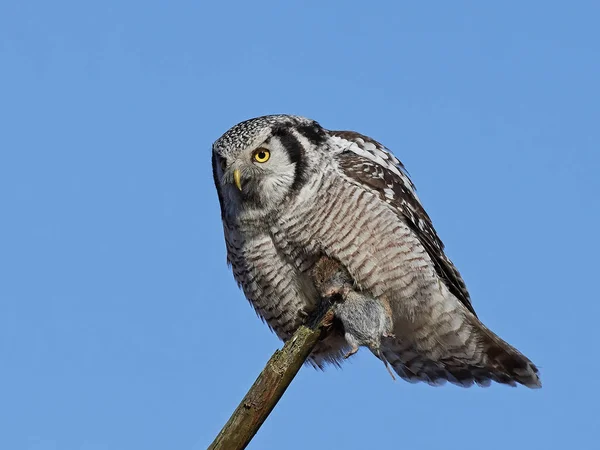 Búho halcón del norte (Surnia ulula ) — Foto de Stock