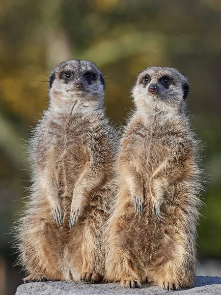 Meerkat (Suricata suricatta) — Stock Photo, Image