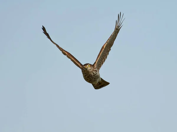 Спарроухоук (Accipiter nisus ) — стоковое фото