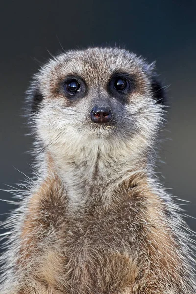 Meerkat (suricata suricatta) — Φωτογραφία Αρχείου