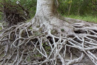 Büyük olgun Ağaç kökleri