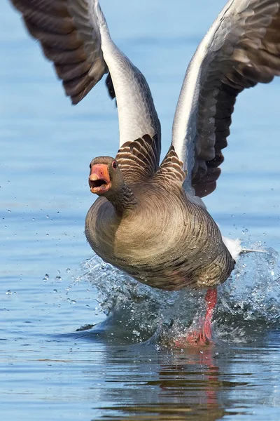 Greylag Goose (Anser anser) — Stock Photo, Image