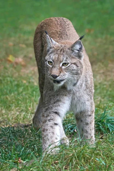 Linho da Eurásia (Lynx lynx) — Fotografia de Stock