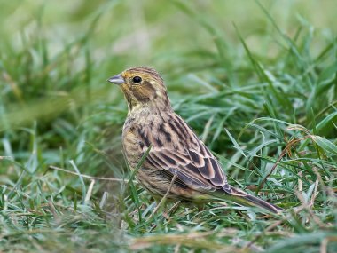 Yellowhammer (Emberiza citrinella)