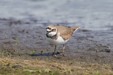 küçük halkalı yağmurkuşu (charadrius dubius)