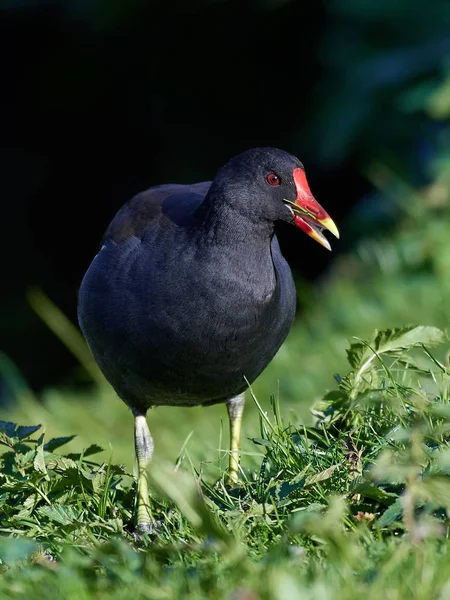 Moorhen commun (Gallinula chloropus)) — Photo