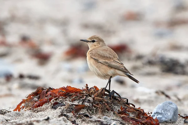 Oenanthe isabelino (Oenanthe isabellina) — Fotografia de Stock