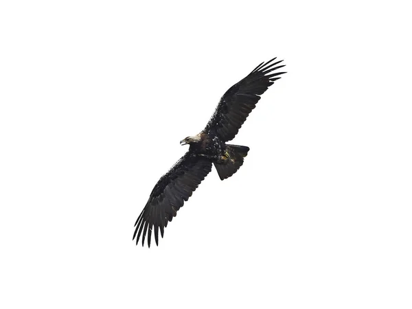 Іспанська Імперського орла (Aquila adalberti) — стокове фото