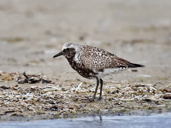 Grey plover (Pluvialis squatarola) — Stock Photo, Image