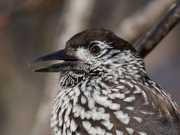 Eurasian nutcracker (Nucifraga caryocatactes) — Stock Photo, Image