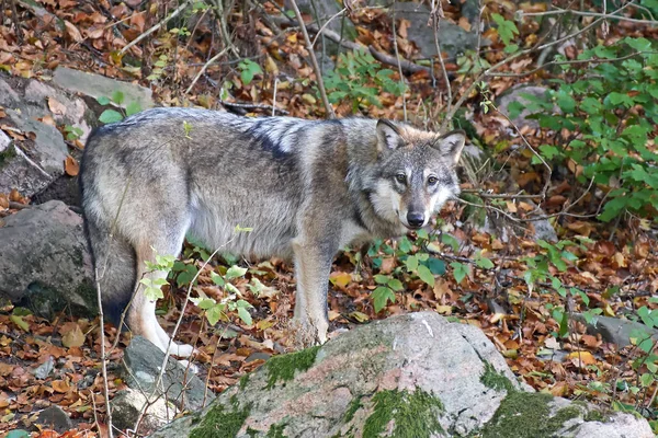 Γκρι λύκος (canis lupus) — Φωτογραφία Αρχείου