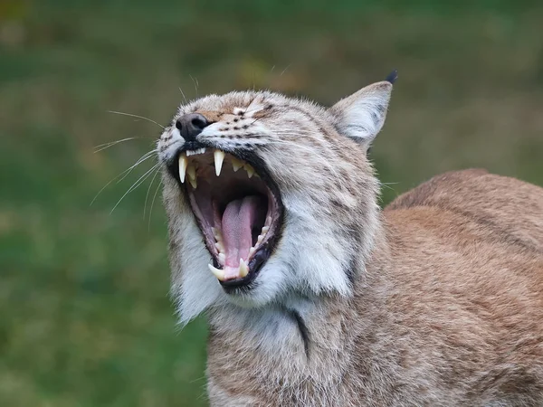 Linho da Eurásia (Lynx lynx) — Fotografia de Stock