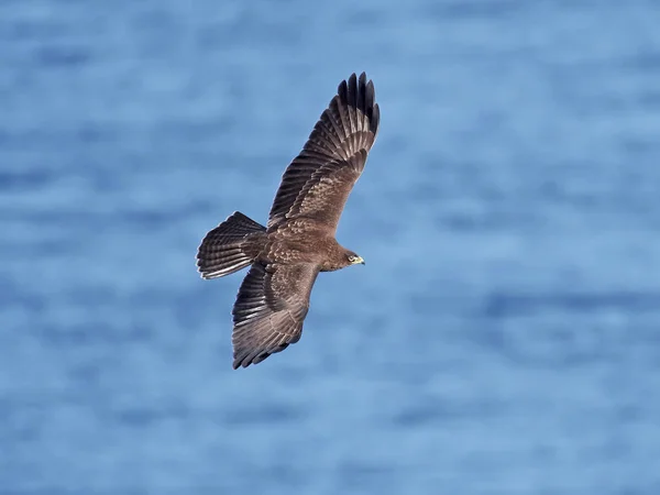 Vanlig vråk (Buteo buteo) — Stockfoto