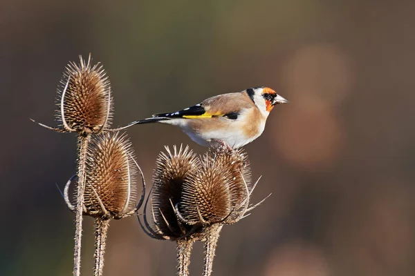 Європейський золотошукач (Carduelis carduelis).) — стокове фото