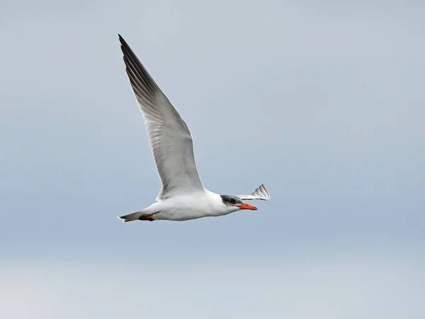 Kaspisk tå (Hydroprogne caspia)) — Stockfoto