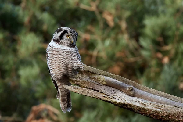 Habichtskauz (surnia ulula)) — Stockfoto