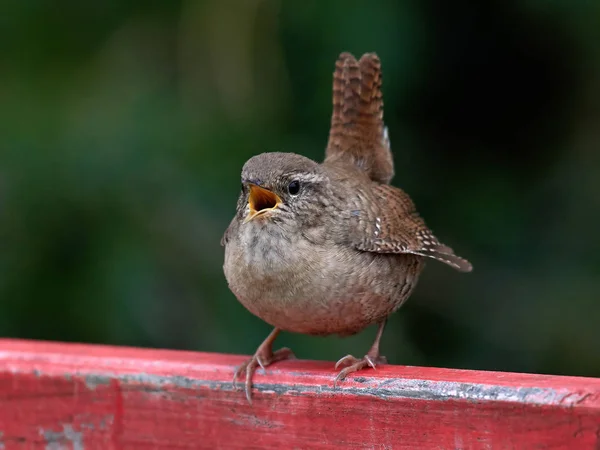 Střízlík obecný (troglodytes troglodytes) — Stock fotografie