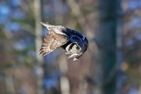 Sperweruil (Surnia ulula) — Stockfoto